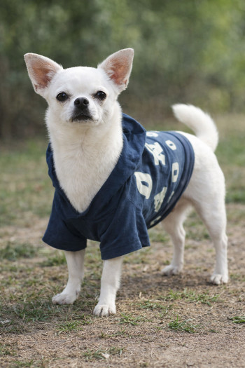 ALPHABET DOGGY HOODIE