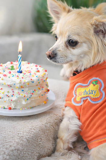 BIRTHDAY DOGGY TEE