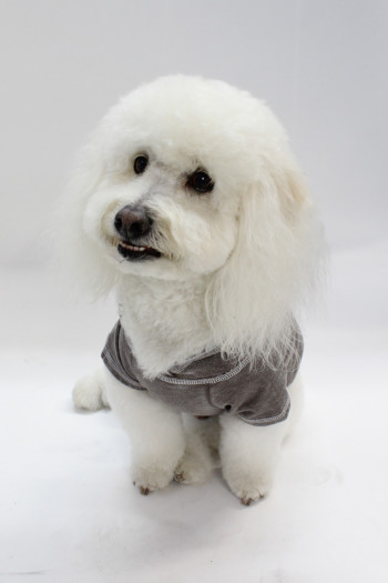 FRENCH TERRY BURNOUT WASH DOGGY HOODIE