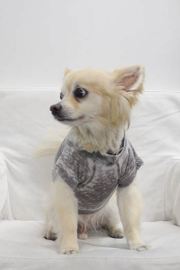 BURNOUT JERSEY DOGGY TEE