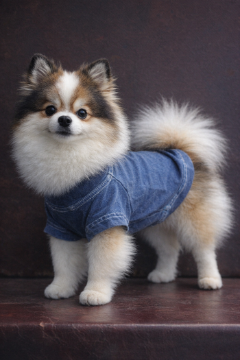 BURNOUT JERSEY DOGGY TEE