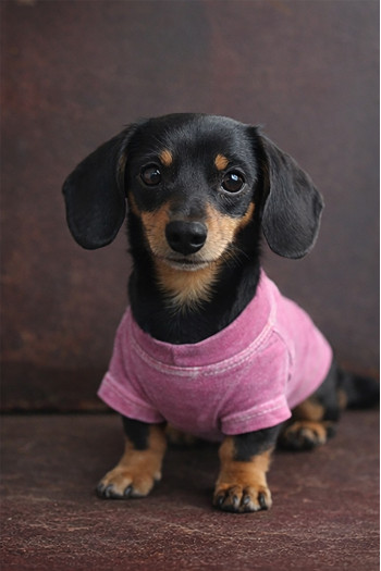 BURNOUT JERSEY DOGGY TEE