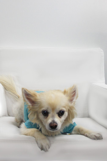 BURNOUT JERSEY DOGGY TEE