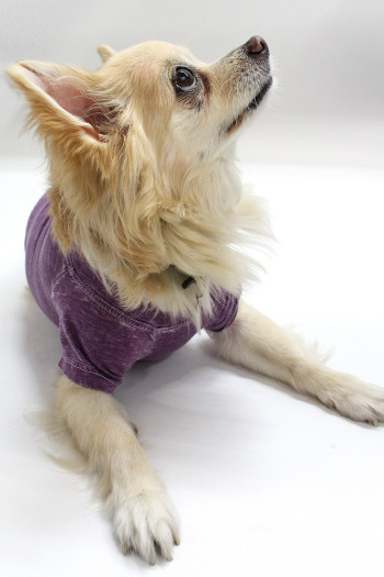 BURNOUT JERSEY DOGGY TEE