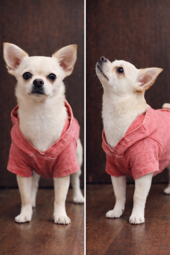 BURNOUT WASH JERSEY DOGGY HOODIE