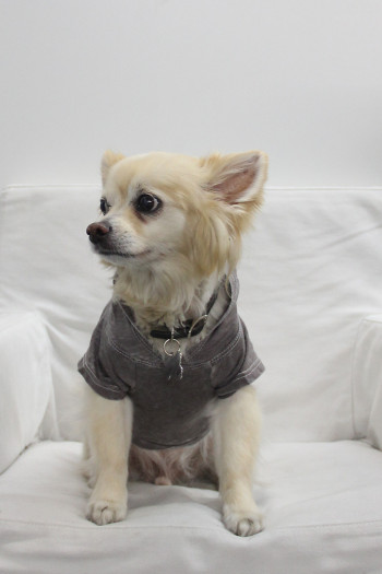 BURNOUT WASH JERSEY DOGGY HOODIE